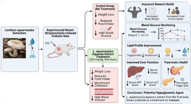 GA_Hypoglycemic Activity of Lentinus squarrosulus (Mont.) Singer in Streptozotocin Induced Diabetic Rats